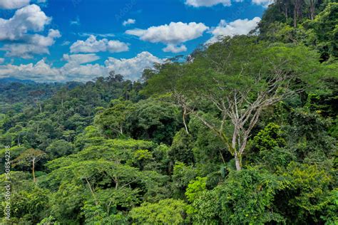 Rainforest Canopy Background