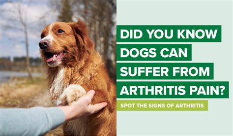 Dog Arthritis - Signs, Causes and Treatment - Brandon Park Veterinary ...