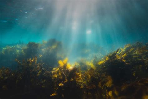 Which Of The Following Is An Alga - RYZE Superfoods