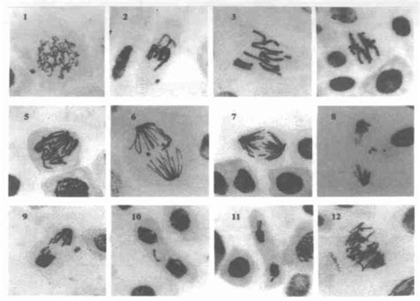 Study On Cytogenetic Toxic Effect Of Waste Water From Plating Plant On