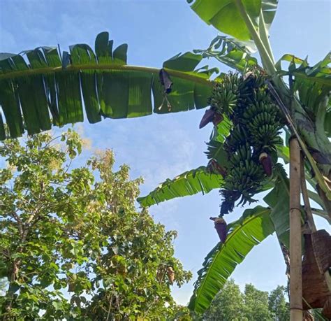 Pohon Pisang Aneh Tumbuh Di Desa Bade Boyolali Berbuah Tiga Tandan