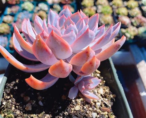 Rare Succulent Imported Succulent Korean Echeveria Variegated Pinky B