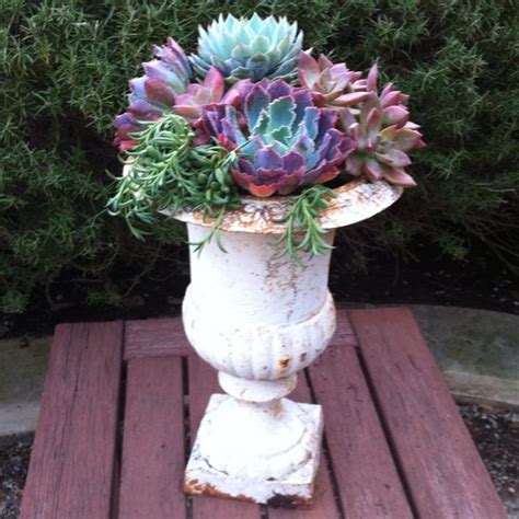 Iron Urn Succulents Flowers Photography Mini Garden Succulents