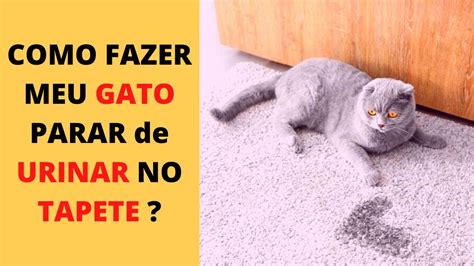 Como Fazer Meu Gato Parar De Urinar No Tapete Youtube