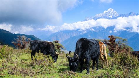 Countries, Wildlife and Nature in the Himalayas