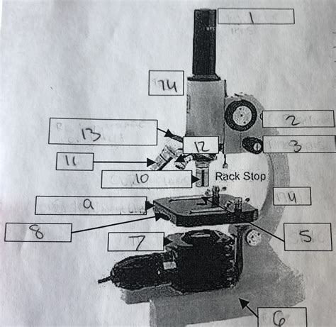 Microscope Diagram Diagram Quizlet