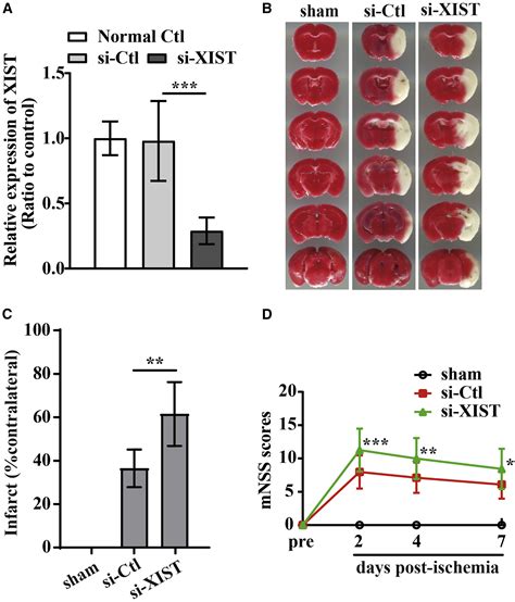 Silencing Of Lncrna Xist Impairs Angiogenesis And Exacerbates Cerebral