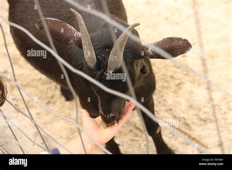 African Pygmy Goat Hi Res Stock Photography And Images Alamy