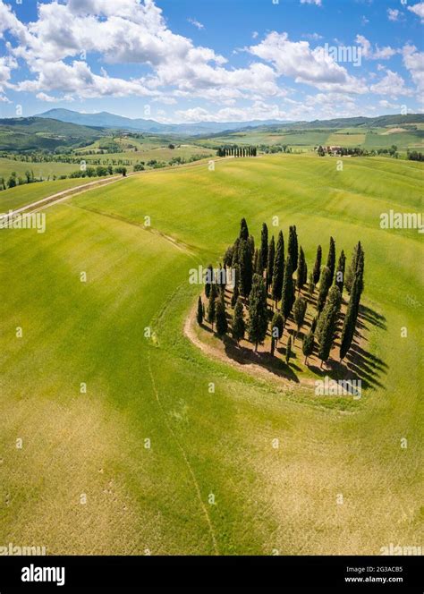 Aerial View Of The Famous San Quirico Dorcia Cypresses In Spring Val