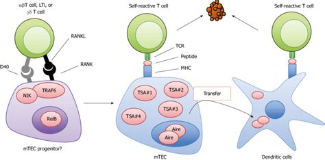 Regulation Of The Development And Function Of Medullary Thymic