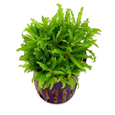 Pogostemon Helferi Aquasabi Aquarium Shop