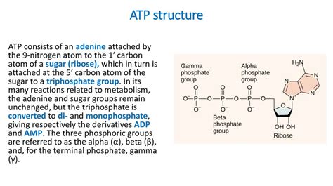 The Structure And Function Of Atp The Formation Of Atp In The Aerobic