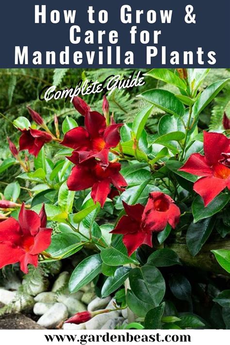 Read Our Complete Guide To Mandevilla Plants For Everything You Will