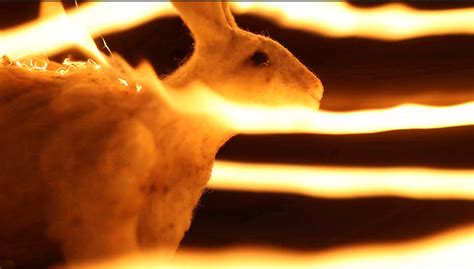 wwf releases  stop motion film   real fire    story