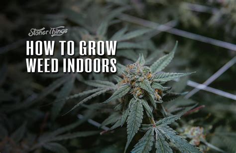 How To Grow Weed Indoors The Ultimate Guide Stoner Things