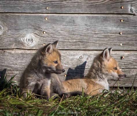 Fox pups on Behance