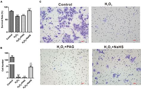 Frontiers Hydrogen Sulfide Against Preeclampsia Exposure Induced