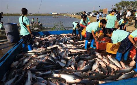 Fishery Product Exports Exceed Us700 Mln Yearly Global New Light Of