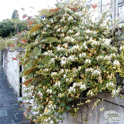 Buy Lonicera Japonica Halliana Japanese Honeysuckle In The Uk