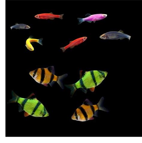 Discover the Colorful World of GloFish: A Complete Care Guide