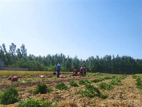 抬头寺镇解庄村 种植 三七 鼓了百姓腰包 德州24小时