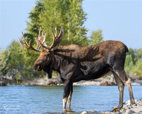 Moose in Wyoming - Tales from the Backroad