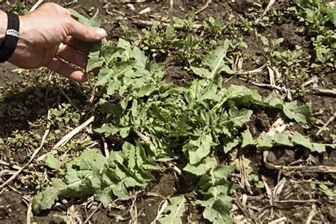 Black Henbane The Idaho Weed Awareness Campaign