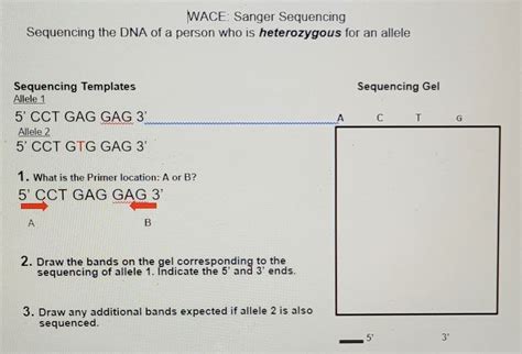 Answered Wace Sanger Sequencing Sequencing The… Bartleby