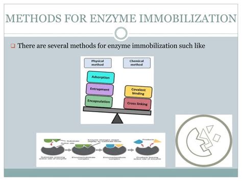 Immobilized Enzymes Immobilization Techniques Examples Biochemical