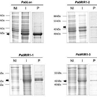 Expression In E Coli And Purication Of Pab Inteins Proteins Contained