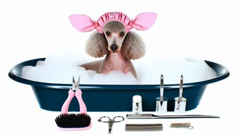 Poodle Grooming: Keeping Your Poodle Pristine | Dog Lovers Blog ...