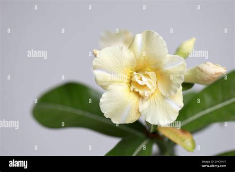 The Macro Photography Of Desert Roses Stock Photo Alamy