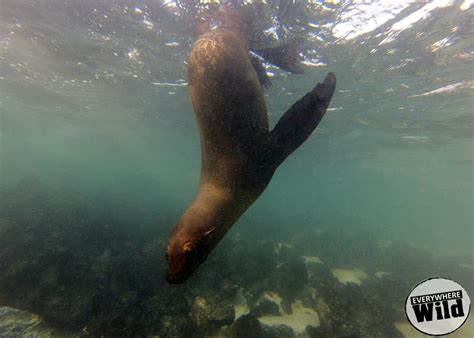 fun galapagos sea lion facts  kids wxzyqg