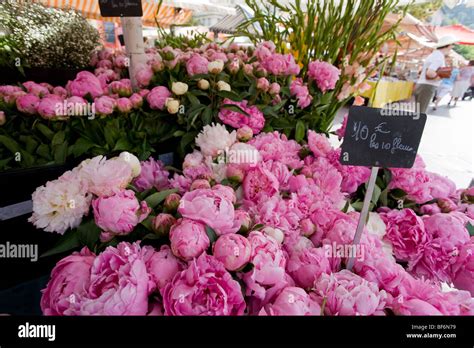 Peonies Place Cours Saleya Flower Market Nice Cote D Azur Provence