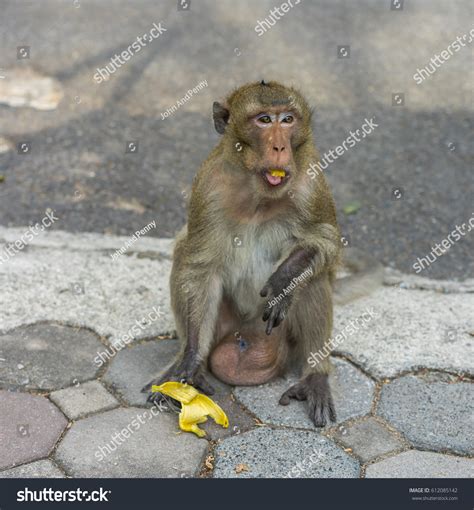 Funny Monkey Eating Banana Foto De Stock 612085142 Shutterstock