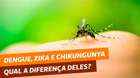 Dengue Zika e Chikungunya qual a diferença deles YouTube