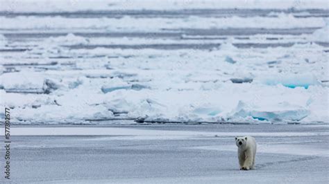 Walking On The Ice Ursus Maritimus Spitzbergen Svalbard Stock Photo