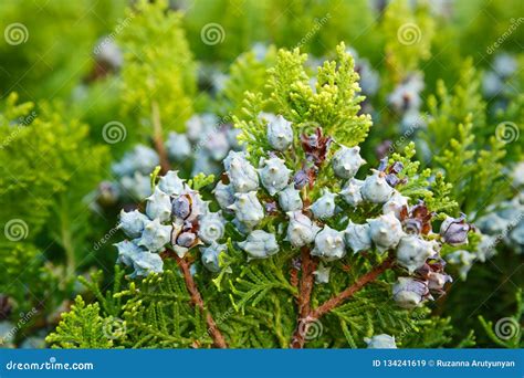 Arborvitae Branch Stock Image Image Of Distinct Botany 134241619