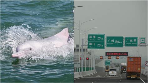 【港珠澳大橋】開通11日 管理局總監：中華白海豚數量比以前更多