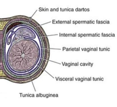 Urology Flashcards Quizlet