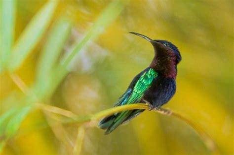 Faune Et Flore Martinique