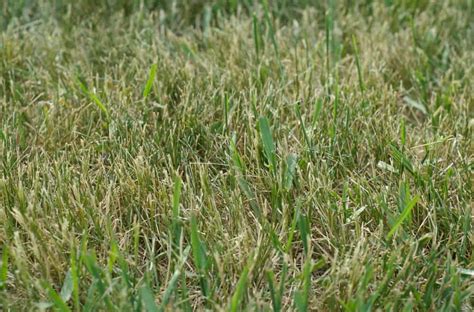 Easy Steps To Fix Your Over Fertilized Lawn