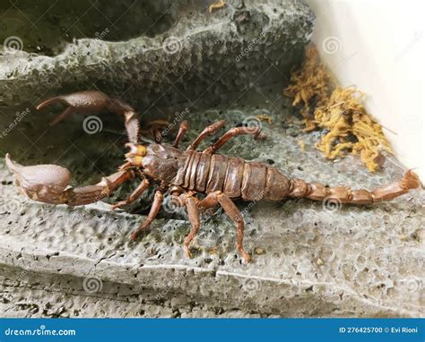 Brown Scorpion King with Two Pincers in Front Stock Photo - Image of ...