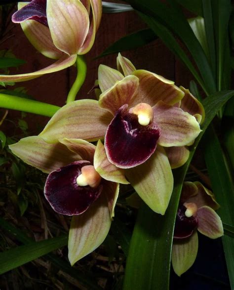 Hoa Phong Lan Vi T Vietnam Orchirds About Cymbidium Orchids Only Hoa