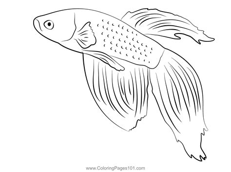 Orange Betta Fish Coloring Page For Kids Free Betta Fishes Printable