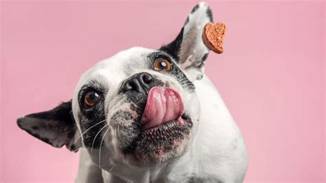 The 9 Best Organic Treats For Dogs