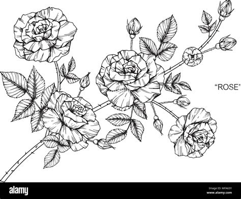 Fiori Di Rose Illustrazione Di Disegno In Bianco E Nero Con La Linea