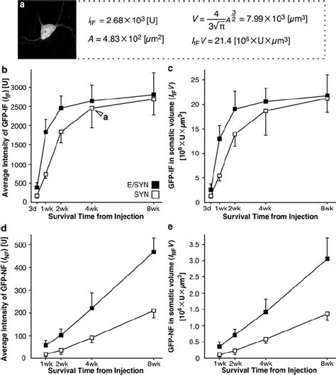 Time Course Of GFP Expression Levels By CMV SYN Or E SYN Promoter In