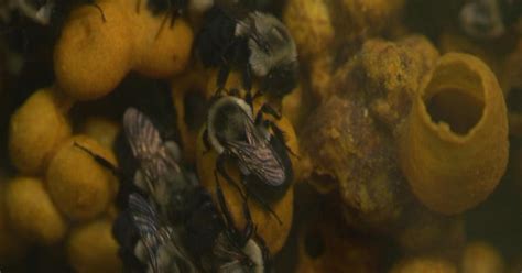 Watch Bumblebee Barf Scitech Now Pbs Socal