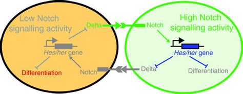 Lateral Inhibition In Differentiation Two Neighboring Cells Each Download Scientific Diagram